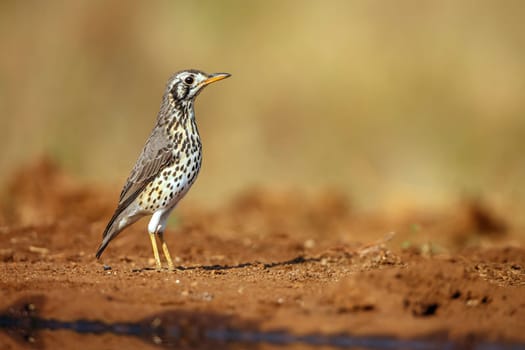 Groundscraper Thrush ground level along waterhole in Kruger National park, South Africa ; Specie Turdus litsitsirupa family of  Turdidae