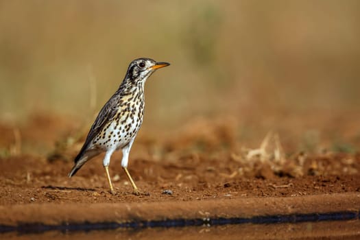 Groundscraper Thrush ground level along waterhole in Kruger National park, South Africa ; Specie Turdus litsitsirupa family of  Turdidae