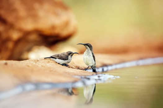 Two Mariqua Sunbird juvenile standing along waterhole in Greater Kruger National park, South Africa ; Specie Cinnyris mariquensis family of Nectariniidae