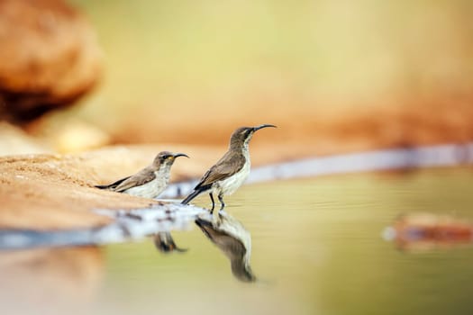 Two Mariqua Sunbird juvenile standing along waterhole in Greater Kruger National park, South Africa ; Specie Cinnyris mariquensis family of Nectariniidae