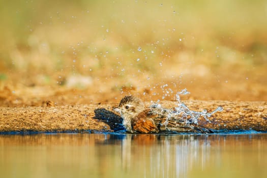 Red-backed Shrike female bathing in waterhole  in Greater Kruger National park, South Africa ; Specie Lanius collurio family of Laniidae