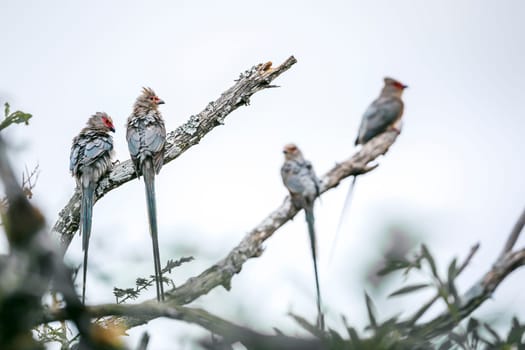 Four Red faced Mousebird standing on a branch isolated in white sky in Greater Kruger National park, South Africa ; Specie Urocolius indicus family of Coliidae