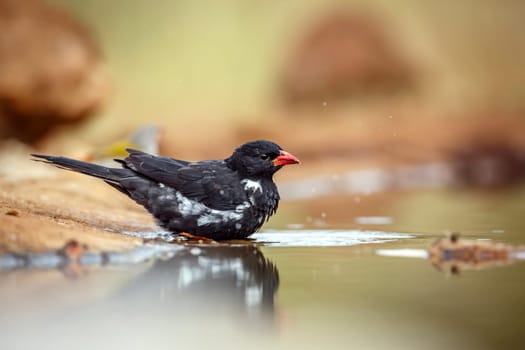 Red billed Buffalo Weaver drinking and bathing in waterhole in Greater Kruger National park, South Africa ; Specie Bubalornis niger family of Ploceidae