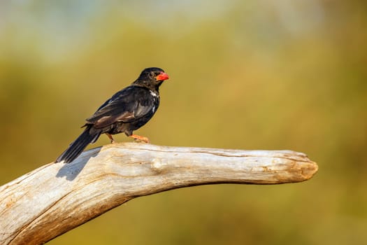 Red billed Buffalo Weaver standing on a log isolated in natural background in Greater Kruger National park, South Africa ; Specie Bubalornis niger family of Ploceidae