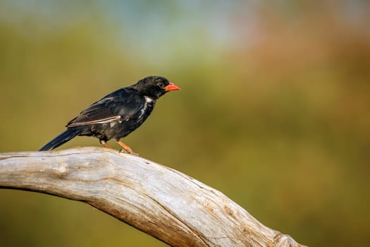 Red billed Buffalo Weaver standing on a log isolated in natural background in Greater Kruger National park, South Africa ; Specie Bubalornis niger family of Ploceidae