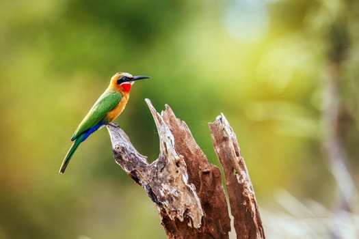 White fronted Bee eater standing on a log isolated in natural background in Greater Kruger National park, South Africa ; Specie Merops bullockoides family of Meropidae
