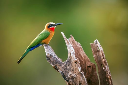 White fronted Bee eater standing on a log isolated in natural background in Greater Kruger National park, South Africa ; Specie Merops bullockoides family of Meropidae