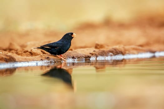 Village Indigobird standing along waterhole with reflection in Greater Kruger National park, South Africa ; Specie Vidua chalybeata family of  Viduidae