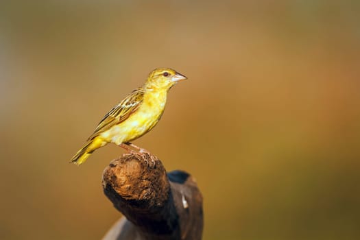 Village weaver standing on a log isolated in blur background  in Greater Kruger National park, South Africa ; Specie Ploceus cucullatus family of Ploceidae
