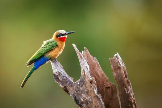 White fronted Bee eater standing on a log isolated in natural background in Greater Kruger National park, South Africa ; Specie Merops bullockoides family of Meropidae