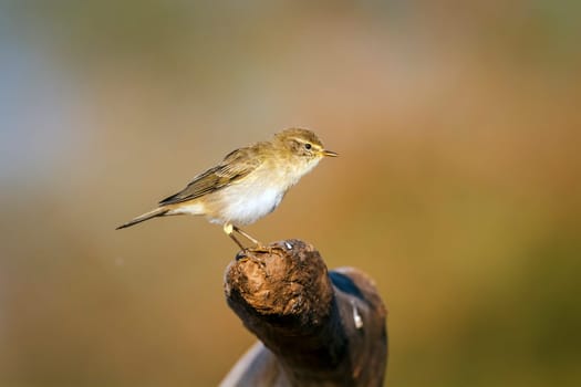 Willow Warbler standing on a log isolated in natural background in Greater Kruger National park, South Africa ; Specie Phylloscopus trochilus family of Phylloscopidae