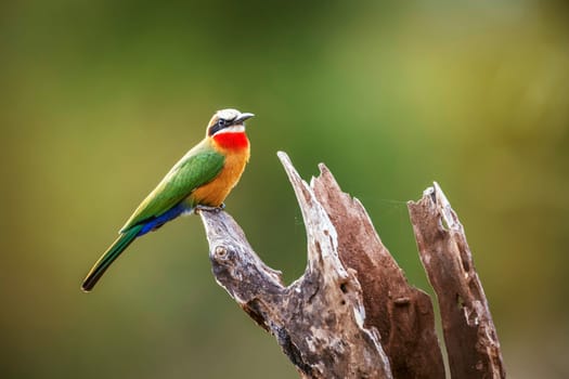 White fronted Bee eater standing on a log isolated in natural background in Greater Kruger National park, South Africa ; Specie Merops bullockoides family of Meropidae
