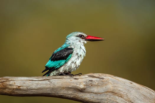 Woodland kingfisher standing on a log after bath in Greater Kruger National park, South Africa ; specie Halcyon senegalensis family of Alcedinidae