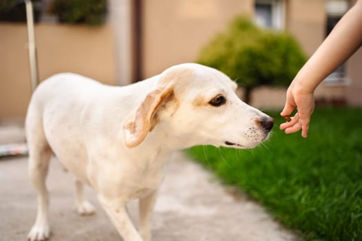 A child gently reaches out to a friendly dog in a sunny garden.