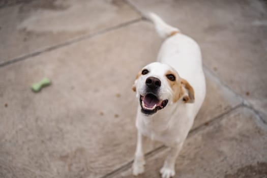 A joyful dog runs happily on a warm, sunny day, tail wagging with excitement.