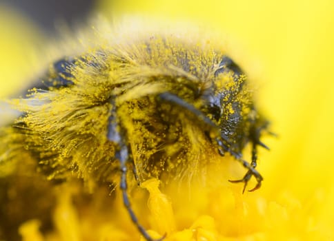 A curious bee flits among bright yellow blossoms, collecting pollen under the warm sun in a flourishing garden. The delicate features of the bee and flowers come alive, highlighting nature's wonders.