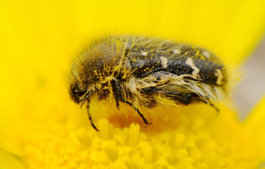 A tiny bee collects nectar from a bright yellow flower, showcasing its intricate textures and vibrant colors under the warm sunlight. Nature blooms beautifully during spring.