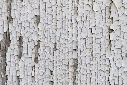 Close-up view reveals the fascinating details of peeling white paint on weathered wood, highlighting the passage of time through cracks and layers under soft daylight.