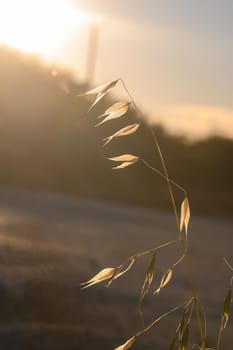 Delicate grass blades catch the golden sunlight as they sway lightly in the evening breeze, showcasing nature tranquility against a soft, glowing backdrop at dusk.