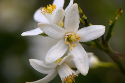 In a serene garden, clusters of pure white flowers showcase their delicate petals and vibrant yellow stamens. The fresh green leaves create a perfect backdrop, capturing the essence of spring.