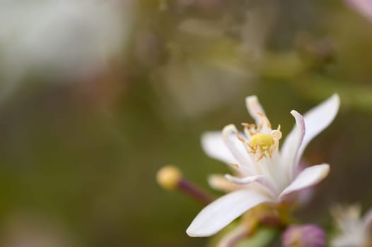 A beautiful white flower unfurls its petals, revealing a bright yellow center. Surrounded by lush greenery, this captivating bloom thrives in a tranquil garden during spring.