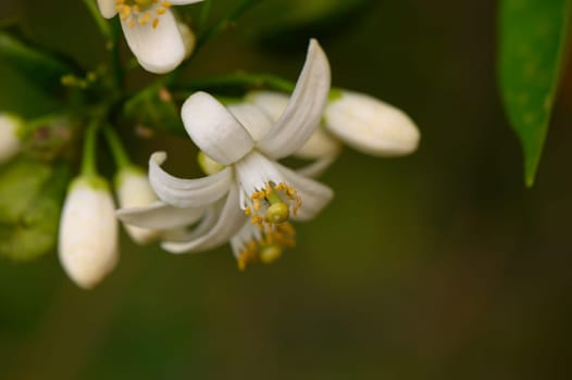 In a vibrant garden, clusters of white citrus flowers unfurl gracefully while their petals shimmer in the gentle morning sunlight. Surrounding leaves create a serene backdrop for this floral display.