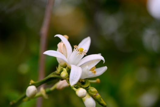 Soft petals unfurl in a tranquil garden, surrounded by vibrant greenery as the afternoon sun casts gentle rays. Nature thrives in this peaceful spring atmosphere, showcasing beauty.