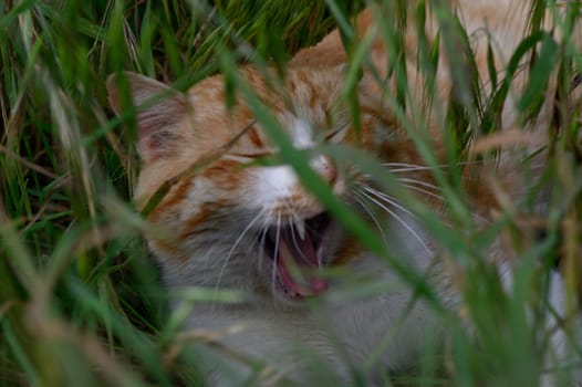 A cheerful ginger cat lounges comfortably in the vibrant green grass, yawning wide with blissful contentment under the warm sun, enjoying a peaceful moment in nature.