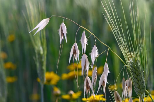 In a lush field adorned with wildflowers, slender grains sway softly in the breeze, illuminated by the fading sunlight of a summer afternoon, creating an enchanting atmosphere of tranquility.