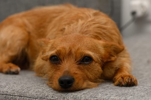 A small, fluffy dog relaxes on a gray couch, its sharp eyes observing the surroundings. The gentle afternoon light creates a warm ambiance in the living space.