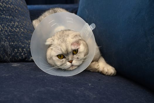 A fluffy cat lounges on a dark blue couch, wearing a transparent cone collar after a recent visit to the vet. Its expressive eyes reflect a mix of comfort and curiosity in a cozy home setting.