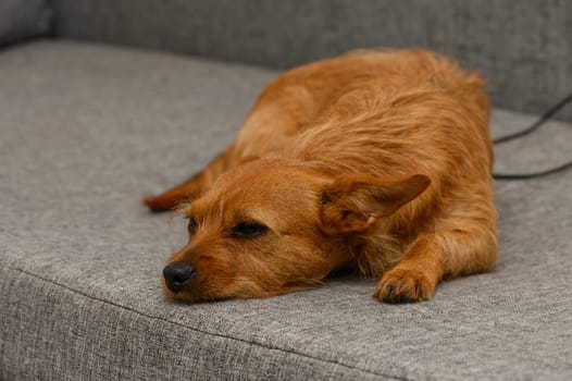 Warm sunlight touches the soft fur of a relaxed dog lounging leisurely on a gray couch. The calm atmosphere invites peace and comfort, perfect for an afternoon nap.