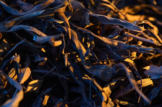 Gathered remnants of autumn leaves lie in a beautiful mess, illuminated by the warm light of sunset, creating an enchanting play of colors and textures in the forest.