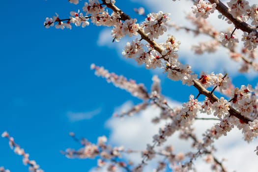 Sunny spring day reveals delicate apricot blossoms bathed in warm sunlight. The blooming tree creates perfect for nature themes, seasonal backgrounds, and floral inspirations.
