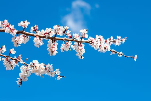Apricot tree branches heavy with fully bloomed white flowers signal the arrival of spring. Captured with clarity, this peaceful natural scene evokes freshness and seasonal awakening.