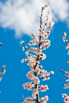 A vibrant apricot tree in full bloom stands under a clear blue sky, capturing the essence of early spring. White blossoms contrast beautifully with the sky, symbolizing nature's renewal and warmth.