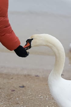 A swan on the beach of the Polish Baltic Sea coast near Swinoujscie is fed by a person