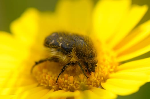 A bumblebee busily gathers nectar from a stunning yellow blossom, surrounded by a verdant garden. The sunlight highlights the intricate details of its fur and the flower's petals.