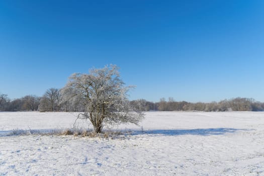Winter landscape in the Rotehorn city park in Magdeburg with a hawthorn, Crataegus monogyna in the foreground