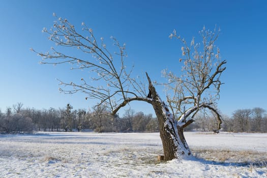 Common ash, Fraxinus excelsior with broken trunk in a park near Magdeburg in winter