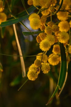 Delicate yellow flowers burst into view, softly illuminated by the evening light. Lush green leaves surround the blossoms, creating a tranquil atmosphere in nature’s embrace.