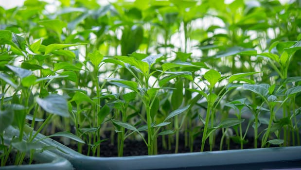 Seedlings on the windowsill. Gardening.