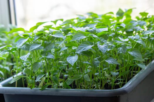 Seedlings on the windowsill. Gardening.