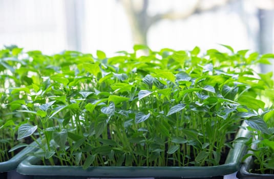Seedlings on the windowsill. Gardening.