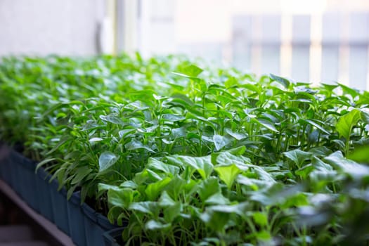Seedlings on the windowsill. Gardening.