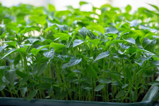 Seedlings on the windowsill. Gardening.