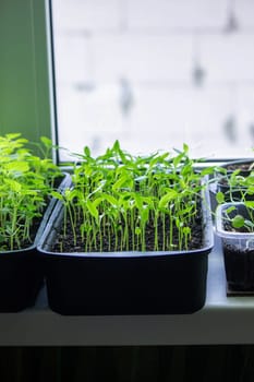 Seedlings on the windowsill. Gardening.