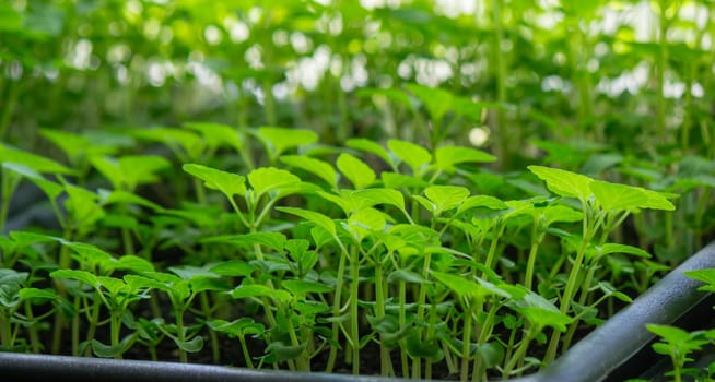 Seedlings on the windowsill. Gardening.