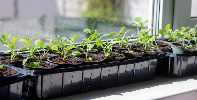 A group of seedlings growing in pots on a windowsill. Seedlings in pots