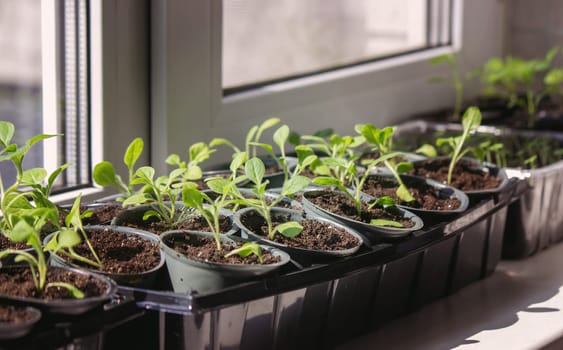 A group of seedlings growing in pots on a windowsill. Seedlings in pots